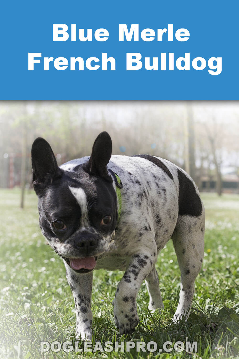 Blue Merle French Bulldog: Complete Guide
