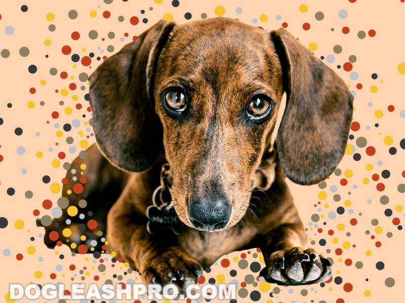 Brindle Dachshund: Complete Guide - Dog Leash Pro
