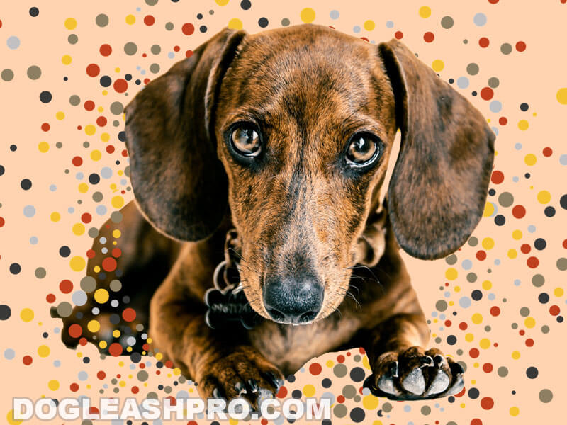 are wiener dogs easy to train