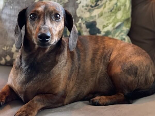 red Brindle Dachshund pictures