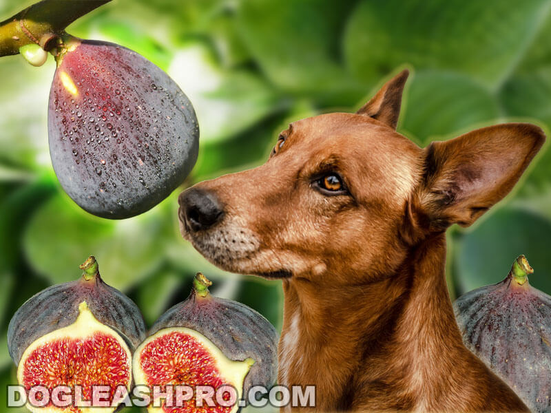 can dogs eat unripe figs