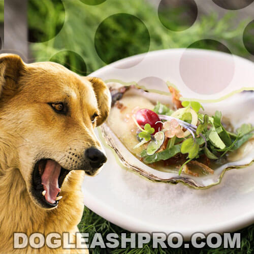 Can Dogs Eat Oysters