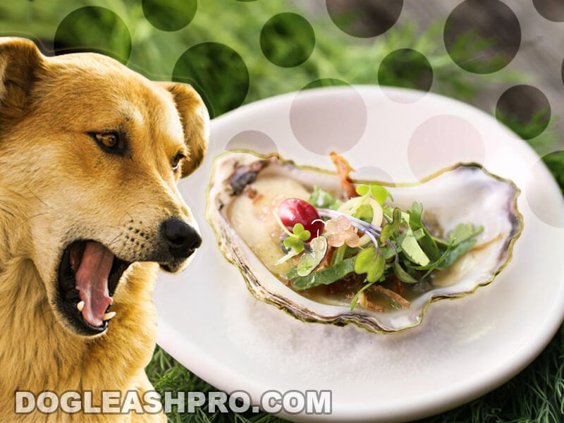 are oysters toxic to dogs