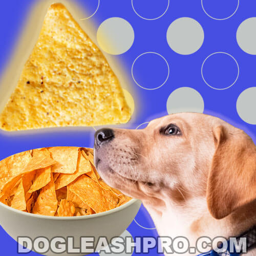 Can Dogs Eat Tortilla Chips? - Dog Leash Pro