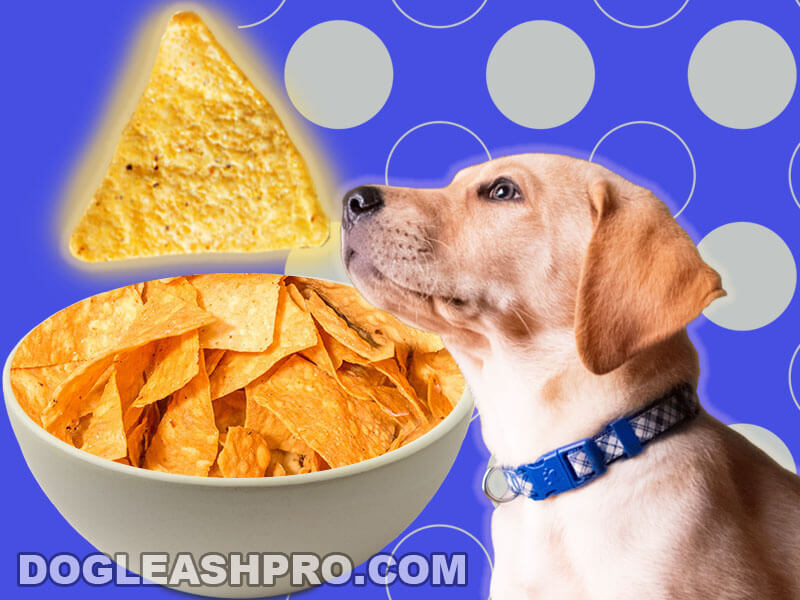 Can Dogs Eat Tortilla Chips