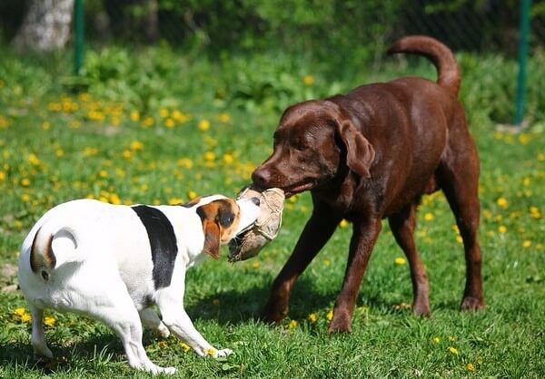 Jack Russell Terrier Lab Mix