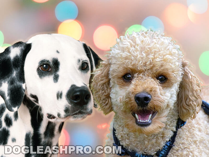 Dalmatian Poodle Mix