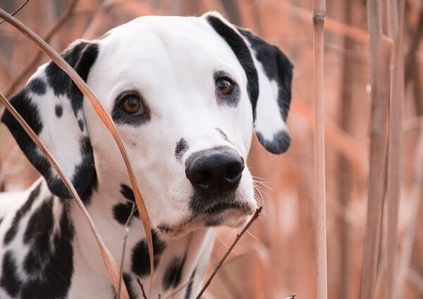 Dalmatian Poodle