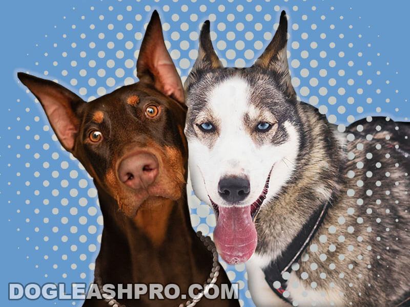 can a doberman be a seeing eye dog