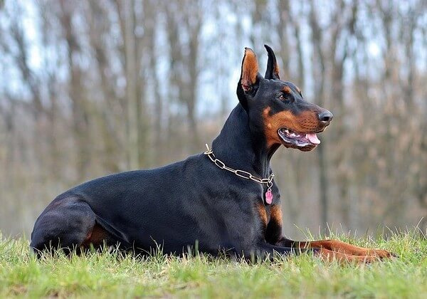 Doberman and Husky Mix