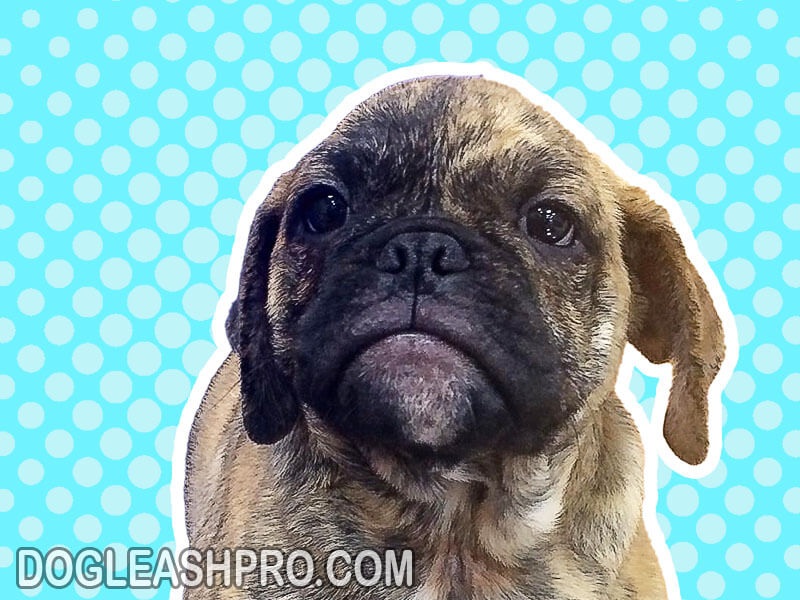 English Bulldog Pug Mix