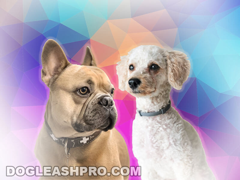 are french bulldogs miniature hypoallergenic