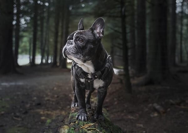 French Corgi