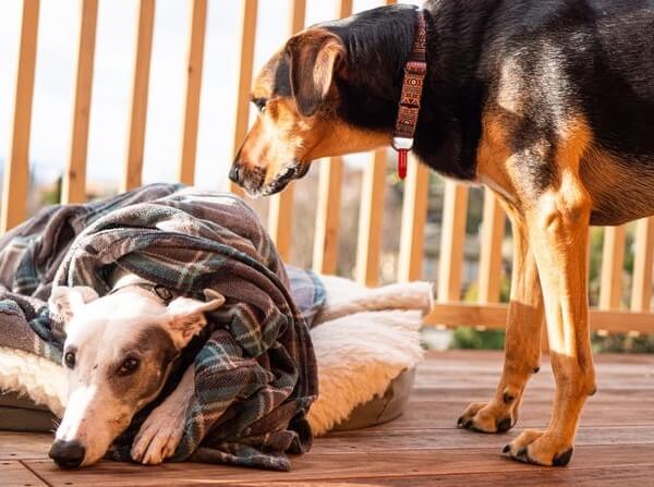 Greyhound German Shepherd Mix