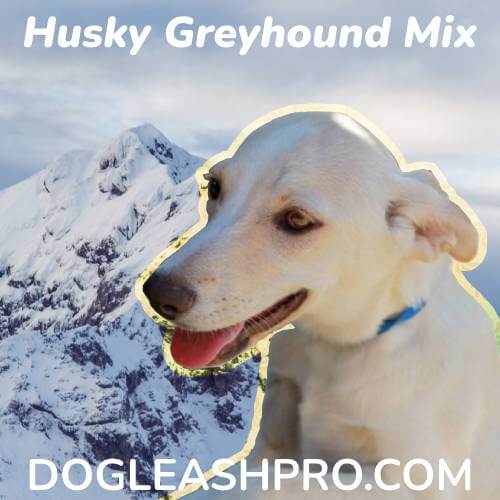 Greyhound Husky Mix