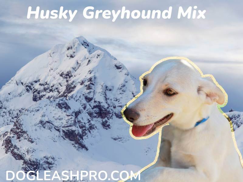 Greyhound Husky Mix