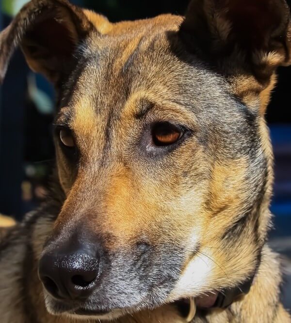 German Shepherd and Greyhound Mix