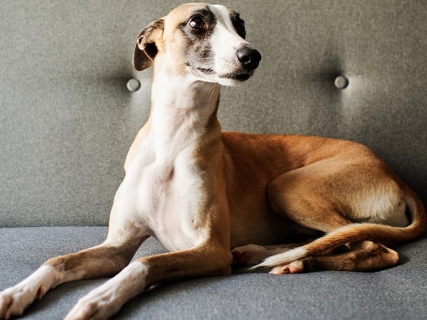 Greyhound and Husky Mix