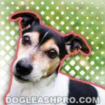 Jack Russell Lab Mix: Jackador Complete Guide - Dog Leash Pro