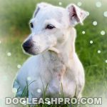 Jack Russell Lab Mix: Jackador Complete Guide - Dog Leash Pro