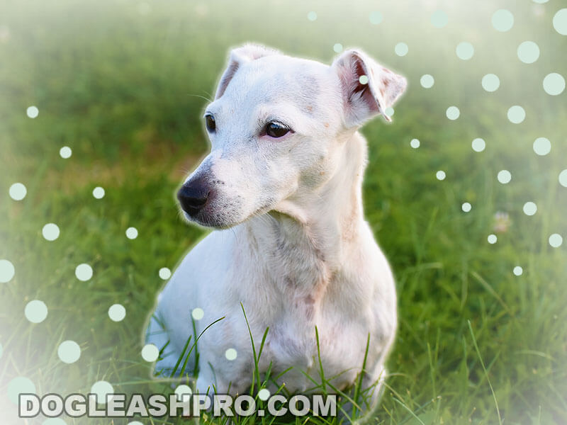 red heeler jack russell mix puppy