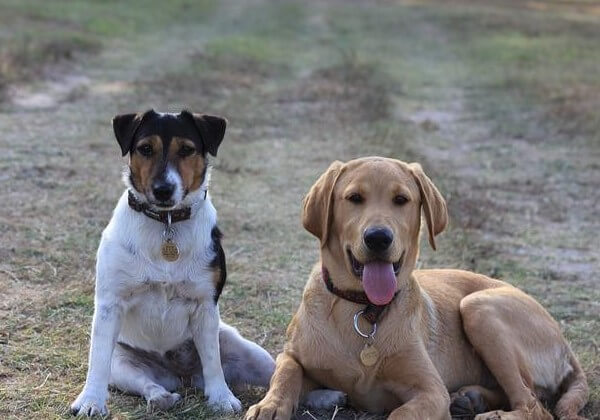 Jack Russell Lab