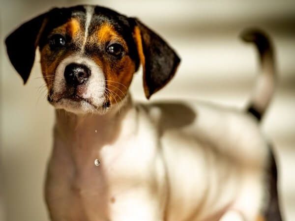 Beagle Jack Russell Terrier Mix