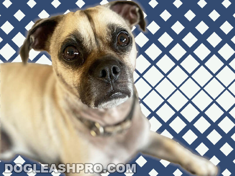 Jug Dog Jack Russell Pug Mix