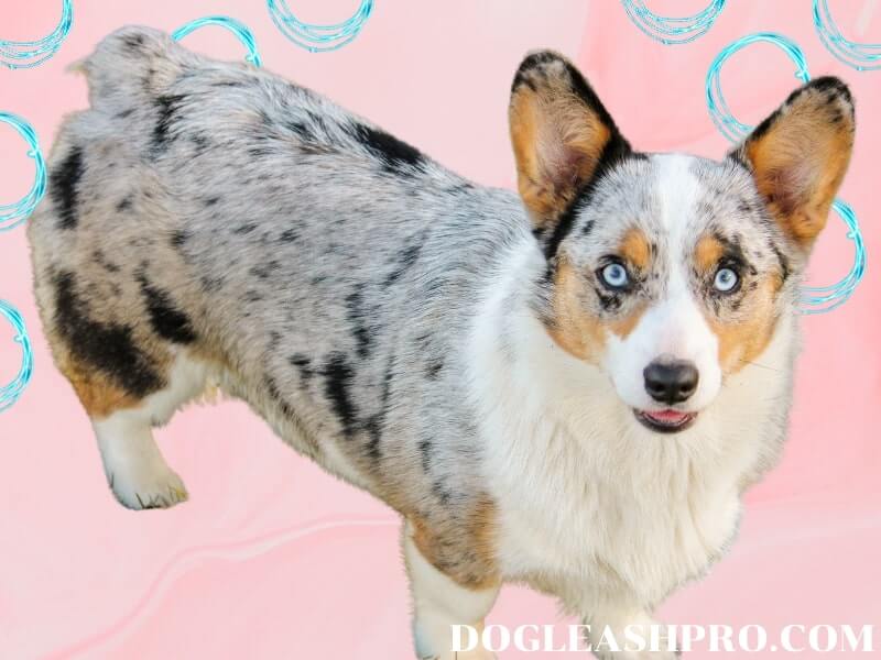 Merle Corgi