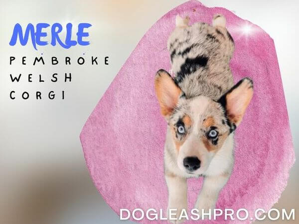 Merle Welsh Corgi