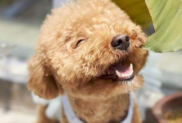 French Bulldog Mix with Poodle