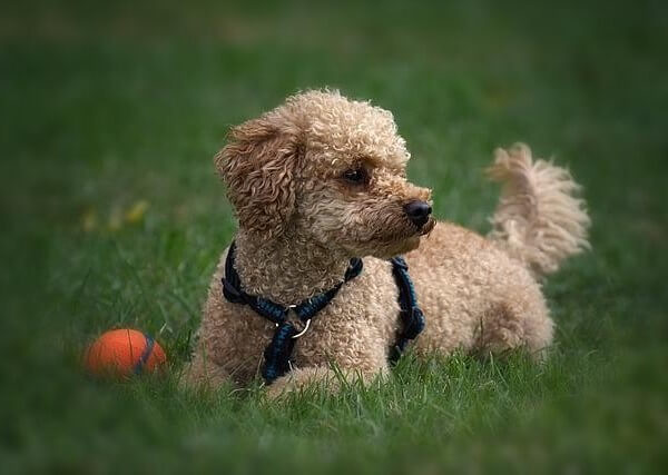 Poodle Dalmatian Mix