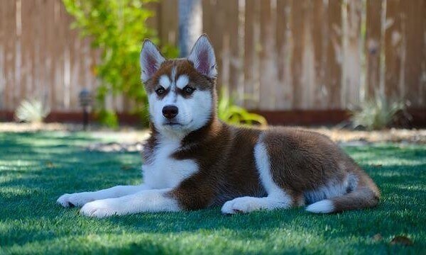 Doberman Mixed Husky