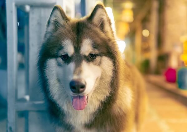 Greyhound Mixed with Husky