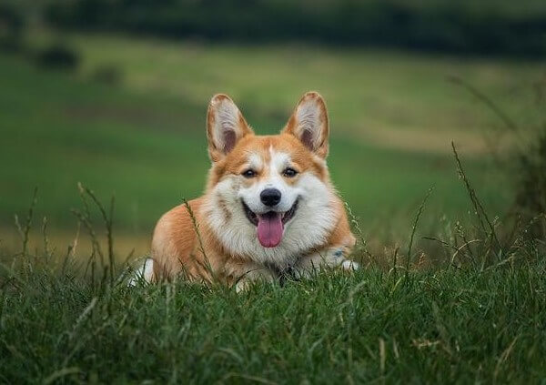 Corgi Frenchie Mix