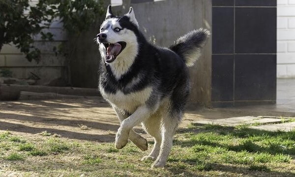 Husky Pug