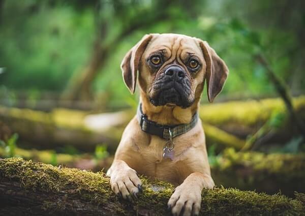 Pug Boxer Mix: Complete Guide - Dog Leash Pro