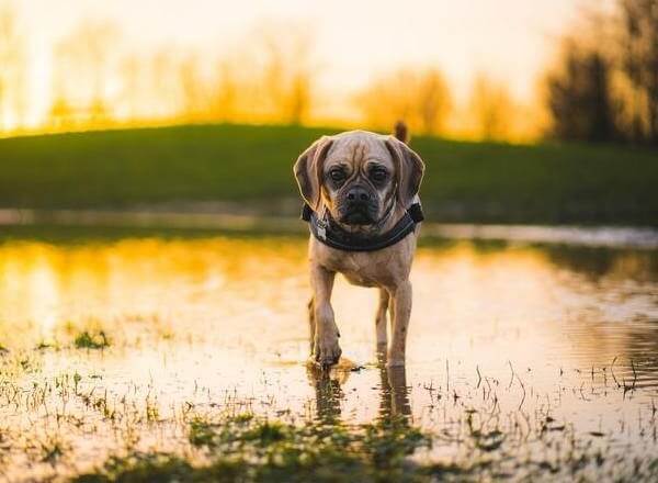 Pug Mix Boxer