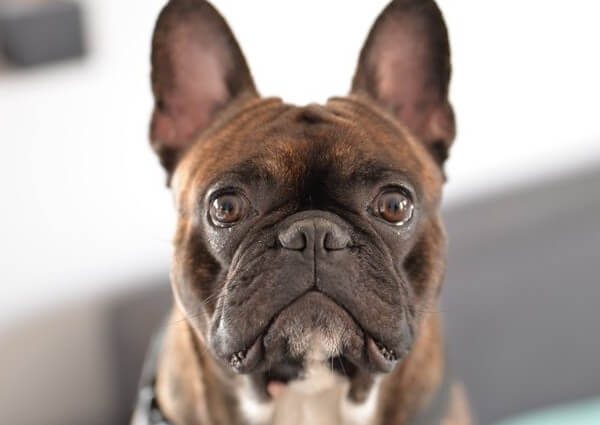 French Boxer dog with brindle coat pattern