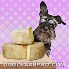 Can Dogs Eat Provolone Cheese