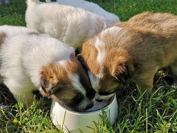 can dogs eat and drink with e collar