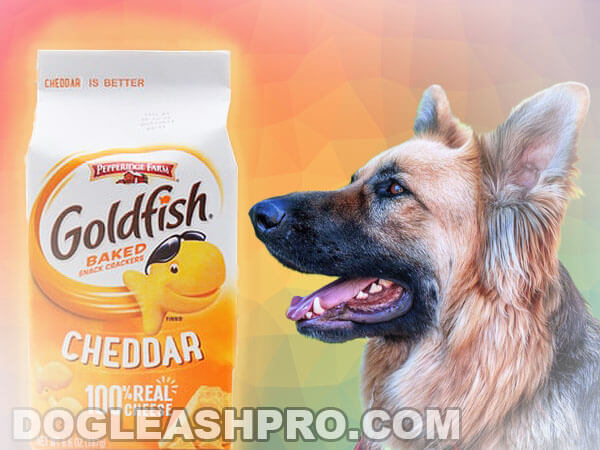 Are Goldfish okay for dogs