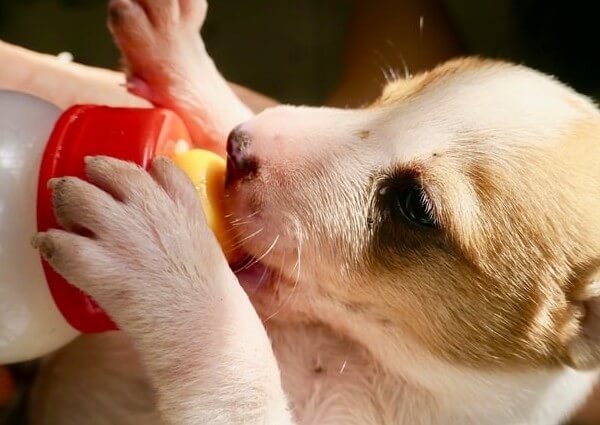 Can a dog drink Ensure