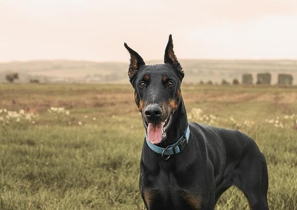 doberman pinscher boxer mix