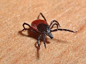 Dried Dead Tick On Dog: How To Remove & What To Do - Dog Leash Pro