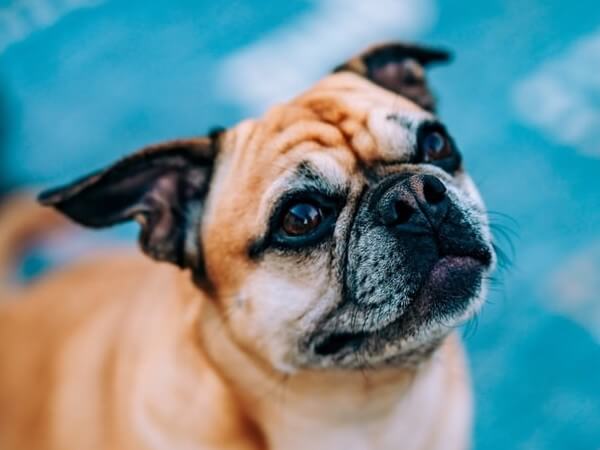 Pug Mixed French Bulldog