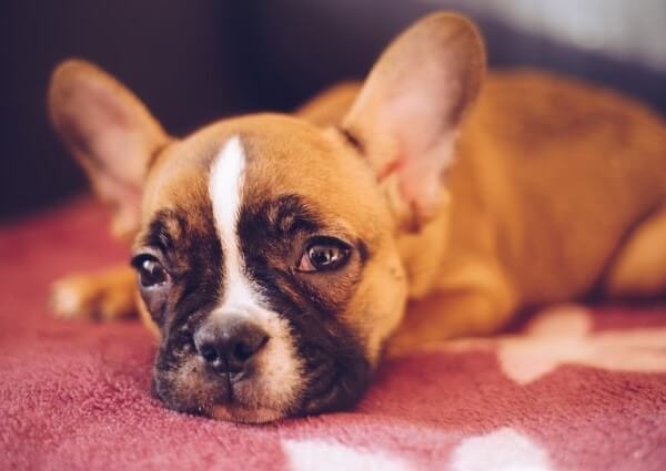 French Bulldog Mix with Boxer