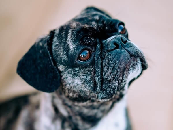 Pug Mixed with French Bulldog