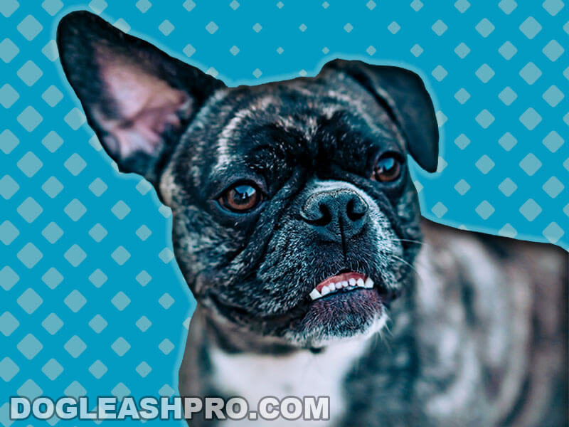 are french bulldogs smarter than pugs