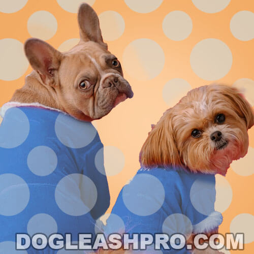 French Bulldog Yorkie Mix: Complete Guide - Dog Leash Pro